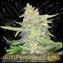 Sweet Tooth Auto Marijuana Strain by Just Feminized For Sale Online at Cannabis Seeds Outlet