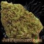 Just Feminized Sweet Tooth Auto Smoke Buds Weed Ganja Skunk Dope Pot Images Pics Nuggets