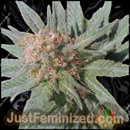Sweet Tooth Marijuana Strain by Just Feminized For Sale Online at Cannabis Seeds Outlet