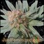 Sweet Tooth Marijuana Strain by Just Feminized For Sale Online at Cannabis Seeds Outlet