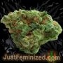Just Feminized Sweet Tooth Smoke Buds Weed Ganja Skunk Dope Pot Images Pics Nuggets
