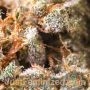 Sweet Tooth by Just Feminized THC Content Potency Strength CBD Height Yield Flowering Time Indica Sativa Genetics