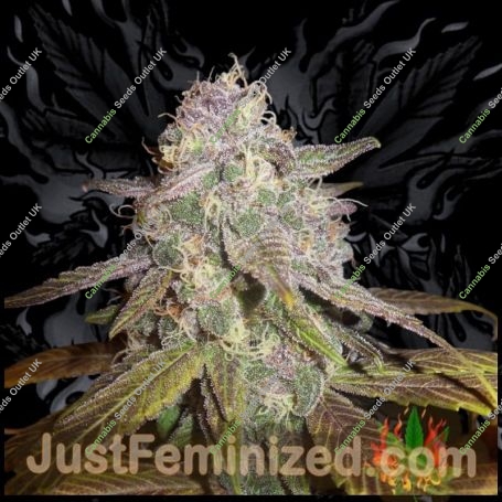 Swiss Chocolate CBD Marijuana Strain by Just Feminized For Sale Online at Cannabis Seeds Outlet