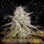 Swiss Chocolate CBD Marijuana Strain by Just Feminized For Sale Online at Cannabis Seeds Outlet