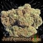 Just Feminized Swiss Chocolate CBD Smoke Buds Weed Ganja Skunk Dope Pot Images Pics Nuggets