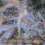 Swiss Chocolate CBD by Just Feminized THC Content Potency Strength CBD Height Yield Flowering Time Indica Sativa Genetics