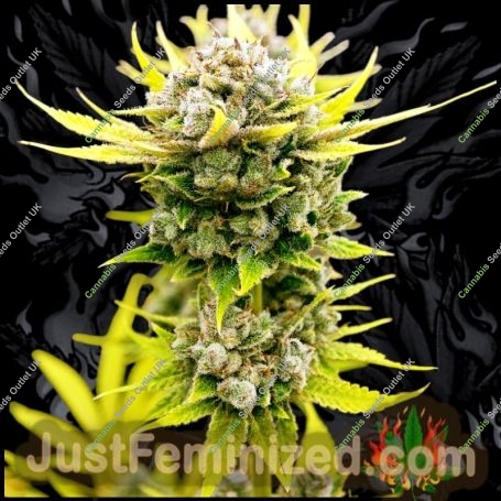Tangie Banana OG Auto Marijuana Strain by Just Feminized For Sale Online at Cannabis Seeds Outlet