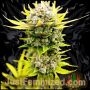 Tangie Banana OG Auto Marijuana Strain by Just Feminized For Sale Online at Cannabis Seeds Outlet