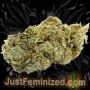 Just Feminized Tangie Banana OG Auto Smoke Buds Weed Ganja Skunk Dope Pot Images Pics Nuggets