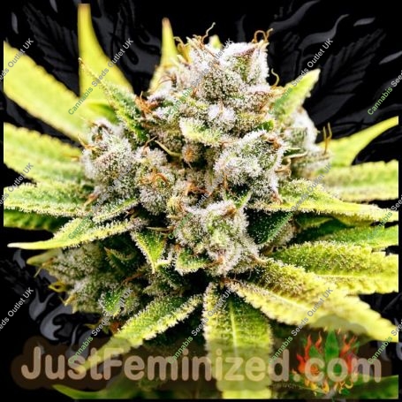 Tangie Banana OG Marijuana Strain by Just Feminized For Sale Online at Cannabis Seeds Outlet