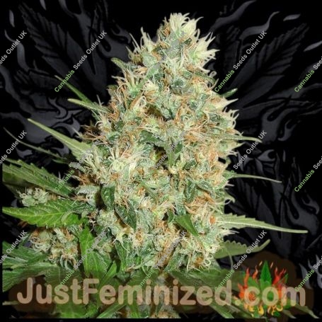 Train Wreck Marijuana Strain by Just Feminized For Sale Online at Cannabis Seeds Outlet