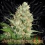 Train Wreck Marijuana Strain by Just Feminized For Sale Online at Cannabis Seeds Outlet