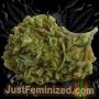 Just Feminized Train Wreck Smoke Buds Weed Ganja Skunk Dope Pot Images Pics Nuggets