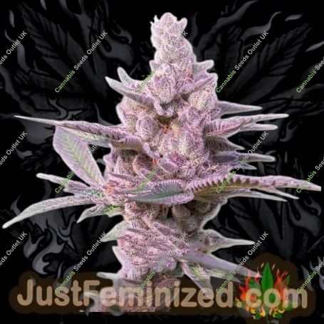 Tropicana Cookies Auto Marijuana Strain by Just Feminized For Sale Online at Cannabis Seeds Outlet