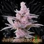 Tropicana Cookies Auto Marijuana Strain by Just Feminized For Sale Online at Cannabis Seeds Outlet