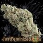 Just Feminized Tropicana Cookies Auto Smoke Buds Weed Ganja Skunk Dope Pot Images Pics Nuggets