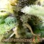 Tropicana Cookies Auto by Just Feminized THC Content Potency Strength CBD Height Yield Flowering Time Indica Sativa Genetics