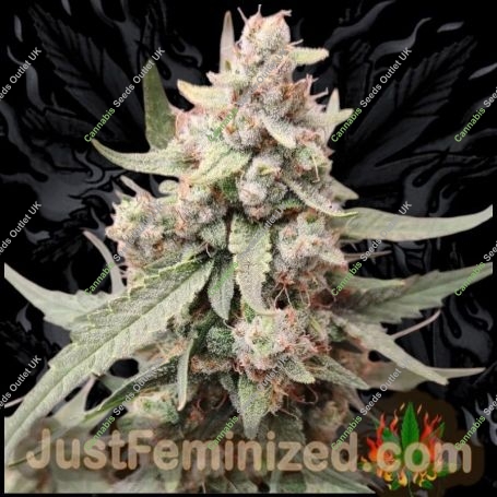 Tropicana Cookies Marijuana Strain by Just Feminized For Sale Online at Cannabis Seeds Outlet