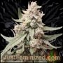 Tropicana Cookies Marijuana Strain by Just Feminized For Sale Online at Cannabis Seeds Outlet