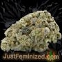 Just Feminized Tropicana Cookies Smoke Buds Weed Ganja Skunk Dope Pot Images Pics Nuggets