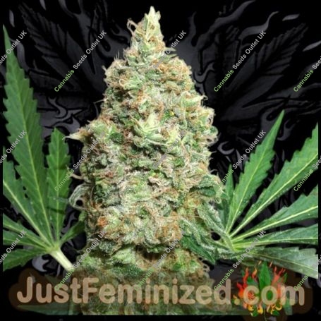 Ultimate BFG Marijuana Strain by Just Feminized For Sale Online at Cannabis Seeds Outlet