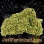 Just Feminized Ultimate BFG Smoke Buds Weed Ganja Skunk Dope Pot Images Pics Nuggets