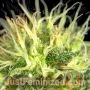 Ultimate BFG by Just Feminized THC Content Potency Strength CBD Height Yield Flowering Time Indica Sativa Genetics
