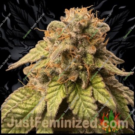 Watermelon Zkittlez Auto Marijuana Strain by Just Feminized For Sale Online at Cannabis Seeds Outlet