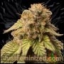 Watermelon Zkittlez Auto Marijuana Strain by Just Feminized For Sale Online at Cannabis Seeds Outlet