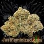 Just Feminized Watermelon Zkittlez Auto Smoke Buds Weed Ganja Skunk Dope Pot Images Pics Nuggets