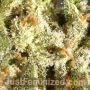 Watermelon Zkittlez Auto by Just Feminized THC Content Potency Strength CBD Height Yield Flowering Time Indica Sativa Genetics