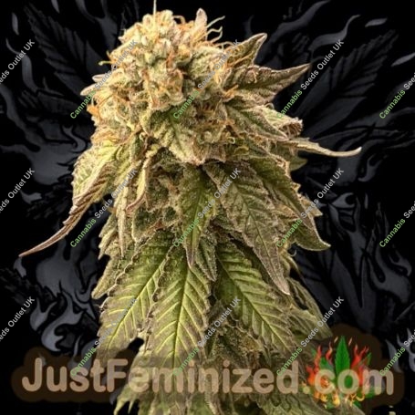 Watermelon Zkittlez Marijuana Strain by Just Feminized For Sale Online at Cannabis Seeds Outlet