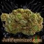 Just Feminized Watermelon Zkittlez Smoke Buds Weed Ganja Skunk Dope Pot Images Pics Nuggets