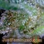 Watermelon Zkittlez by Just Feminized THC Content Potency Strength CBD Height Yield Flowering Time Indica Sativa Genetics