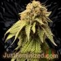 Watermelon Zkittlez Fast V Marijuana Strain by Just Feminized For Sale Online at Cannabis Seeds Outlet