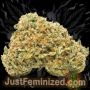 Just Feminized Watermelon Zkittlez Fast V Smoke Buds Weed Ganja Skunk Dope Pot Images Pics Nuggets