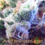Watermelon Zkittlez Fast V by Just Feminized THC Content Potency Strength CBD Height Yield Flowering Time Indica Sativa Genetics