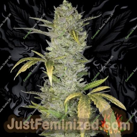 Wedding Cake Auto Marijuana Strain by Just Feminized For Sale Online at Cannabis Seeds Outlet