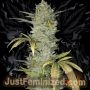 Wedding Cake Auto Marijuana Strain by Just Feminized For Sale Online at Cannabis Seeds Outlet