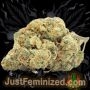 Just Feminized Wedding Cake Auto Smoke Buds Weed Ganja Skunk Dope Pot Images Pics Nuggets
