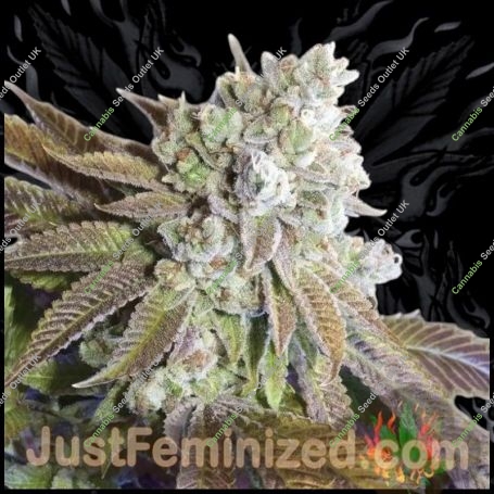Wedding Cake Marijuana Strain by Just Feminized For Sale Online at Cannabis Seeds Outlet