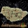 Just Feminized Wedding Cake Smoke Buds Weed Ganja Skunk Dope Pot Images Pics Nuggets
