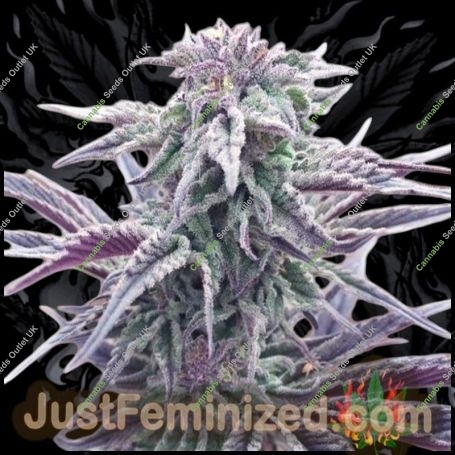 White Berry Marijuana Strain by Just Feminized For Sale Online at Cannabis Seeds Outlet