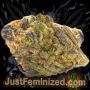Just Feminized White Berry Smoke Buds Weed Ganja Skunk Dope Pot Images Pics Nuggets