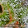 White Berry by Just Feminized THC Content Potency Strength CBD Height Yield Flowering Time Indica Sativa Genetics