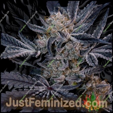White Glookies Marijuana Strain by Just Feminized For Sale Online at Cannabis Seeds Outlet