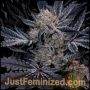 White Glookies Marijuana Strain by Just Feminized For Sale Online at Cannabis Seeds Outlet