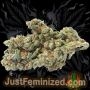 Just Feminized White Glookies Smoke Buds Weed Ganja Skunk Dope Pot Images Pics Nuggets