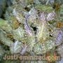 White Glookies by Just Feminized THC Content Potency Strength CBD Height Yield Flowering Time Indica Sativa Genetics