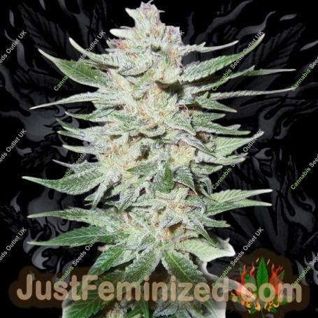White Rhino Marijuana Strain by Just Feminized For Sale Online at Cannabis Seeds Outlet